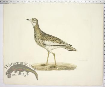 Common Thick Knee